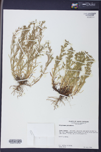 Polypremum procumbens image