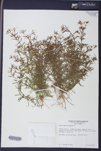 Polypremum procumbens image