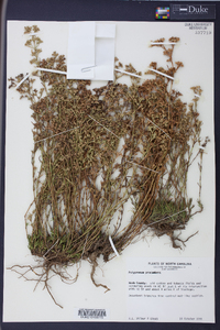 Polypremum procumbens image