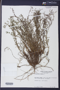 Polypremum procumbens image