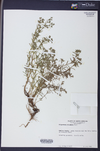 Polypremum procumbens image