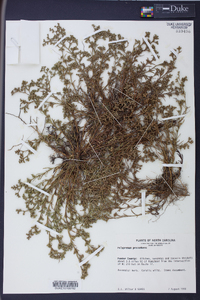 Polypremum procumbens image