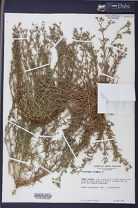 Polypremum procumbens image