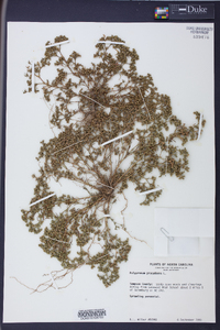 Polypremum procumbens image