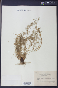 Polypremum procumbens image