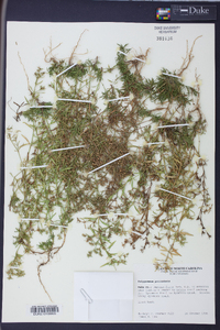 Polypremum procumbens image