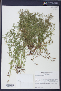 Polypremum procumbens image