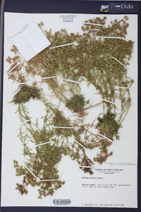 Polypremum procumbens image