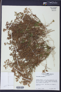 Polypremum procumbens image