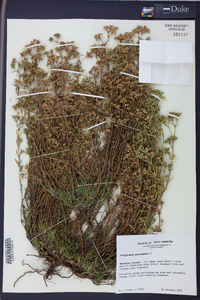 Polypremum procumbens image