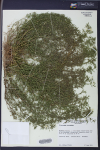 Polypremum procumbens image