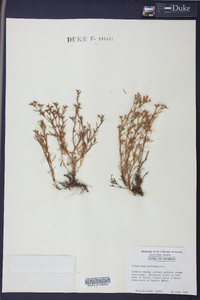 Polypremum procumbens image