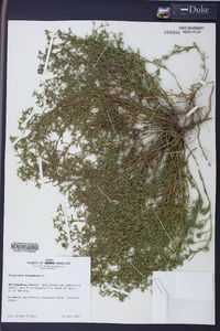 Polypremum procumbens image