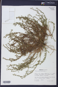 Polypremum procumbens image