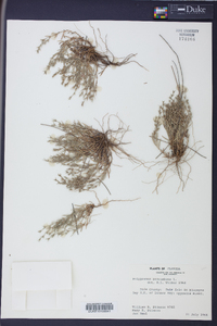 Polypremum procumbens image