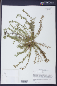 Polypremum procumbens image