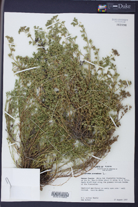 Polypremum procumbens image