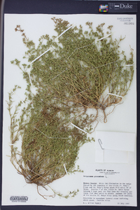 Polypremum procumbens image