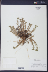 Polypremum procumbens image