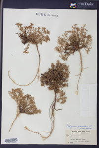 Polypremum procumbens image