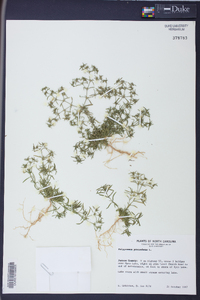 Polypremum procumbens image