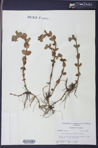 Bacopa caroliniana image