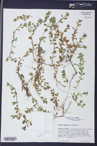 Bacopa monnieri image