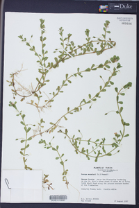 Bacopa monnieri image