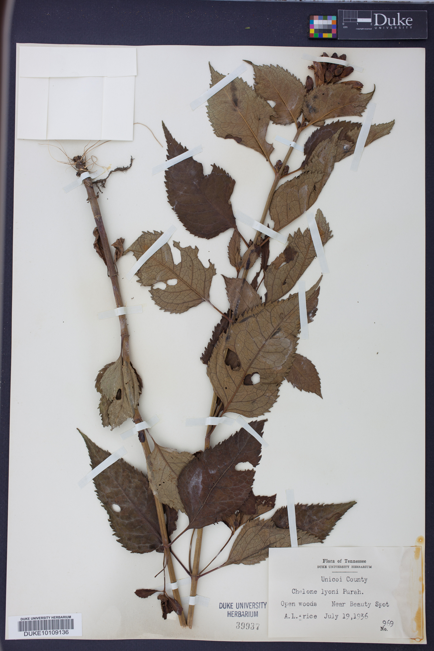 Chelone lyonii image