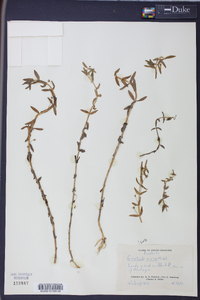 Gratiola aurea image