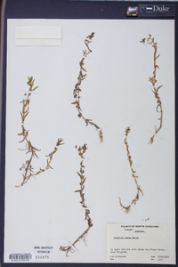 Gratiola aurea image