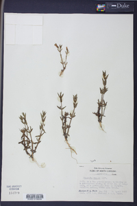 Gratiola ramosa image