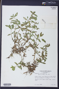 Gratiola virginiana image