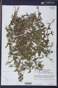 Gratiola virginiana image