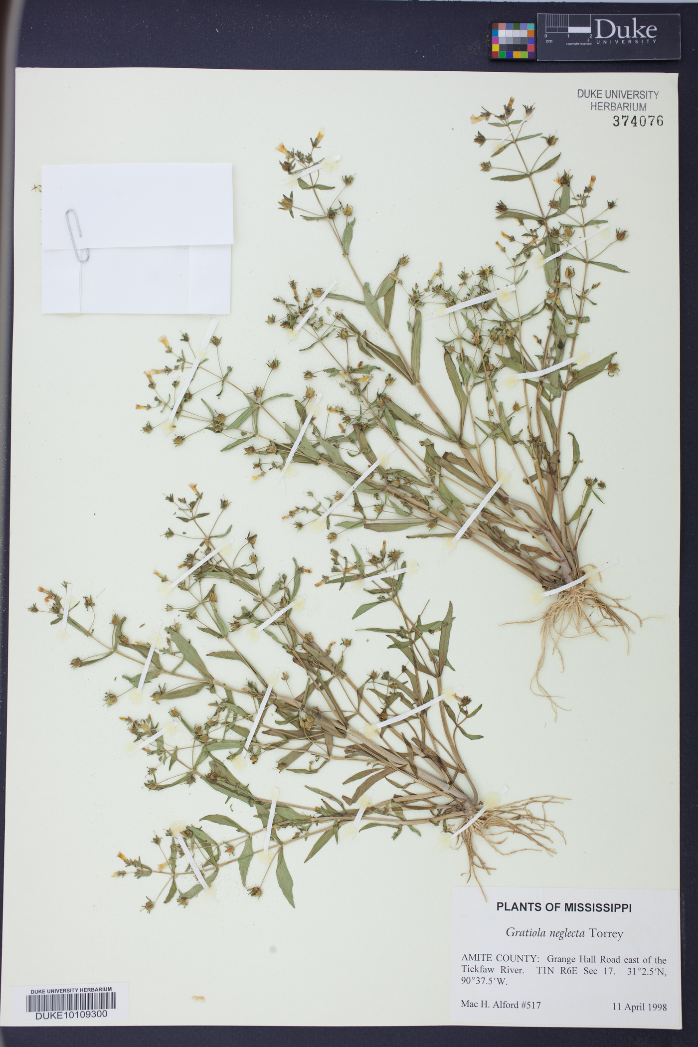 Gratiola pilosa image