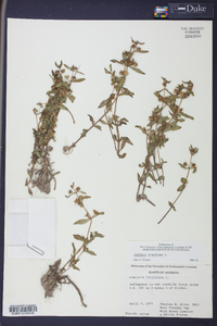 Gratiola virginiana image