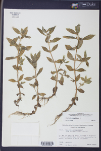 Gratiola virginiana image