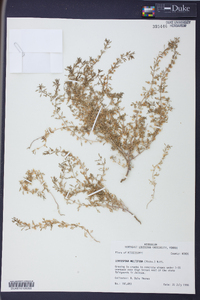 Leucospora multifida image