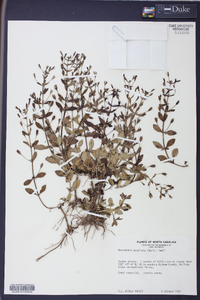 Mecardonia acuminata image