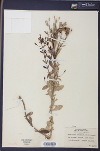 Mecardonia acuminata image