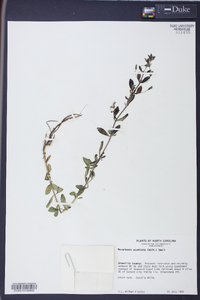Mecardonia acuminata image