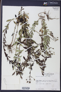 Mecardonia acuminata image