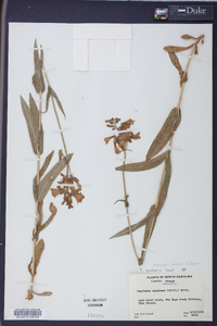 Penstemon australis image