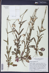 Penstemon australis image