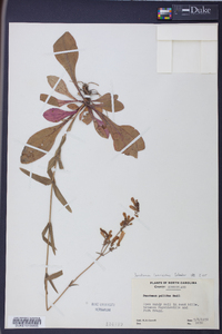 Penstemon laevigatus image