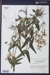 Penstemon laevigatus image