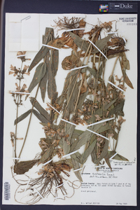 Penstemon laevigatus image