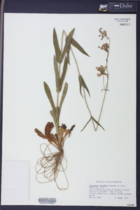 Penstemon laevigatus image