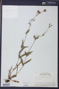 Penstemon laevigatus image