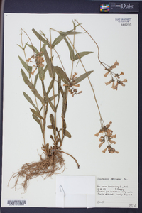 Penstemon laevigatus image